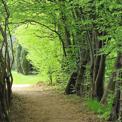 فراخوان جشنواره فیلم و عکس جنگل‌های هیرکانی منتشر شد