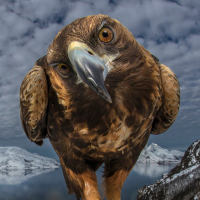 رقابت «عکاس حیات‌وحش» ۲۵ عکس برگزیده را اعلام کرد